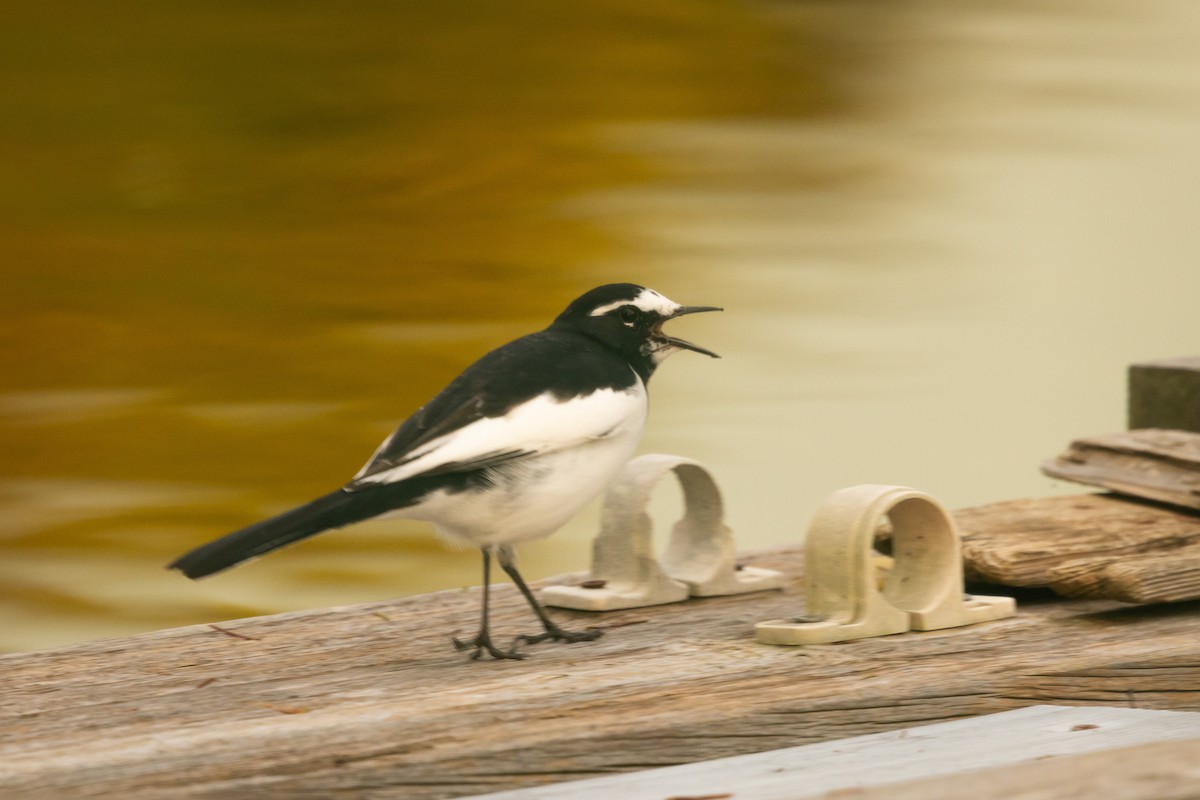 Плиска японська - ML646528829