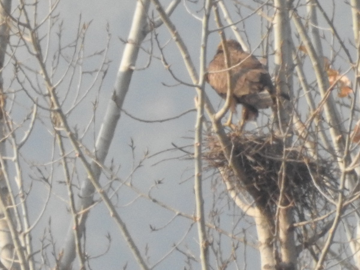 káně bělochvostá - ML646528832