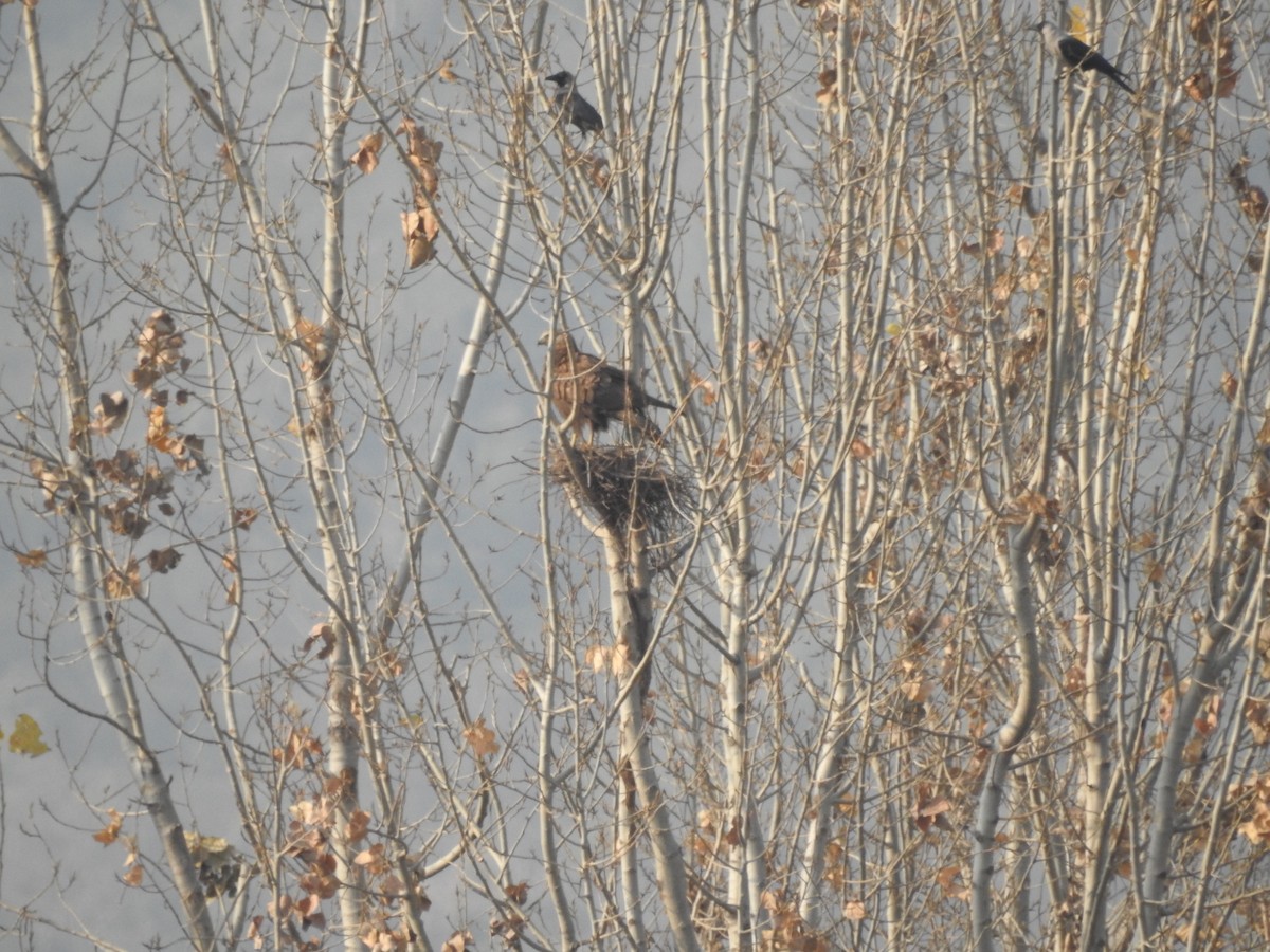 káně bělochvostá - ML646528833