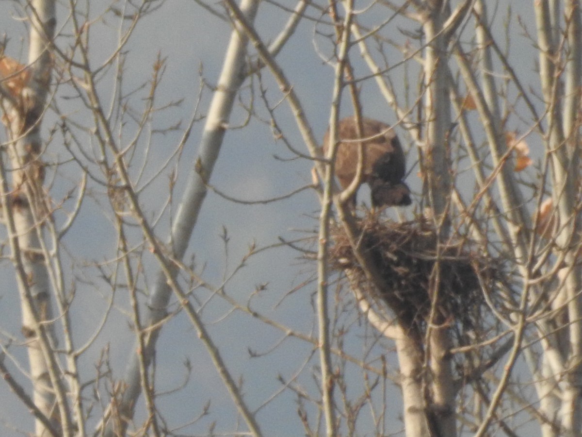 káně bělochvostá - ML646528834