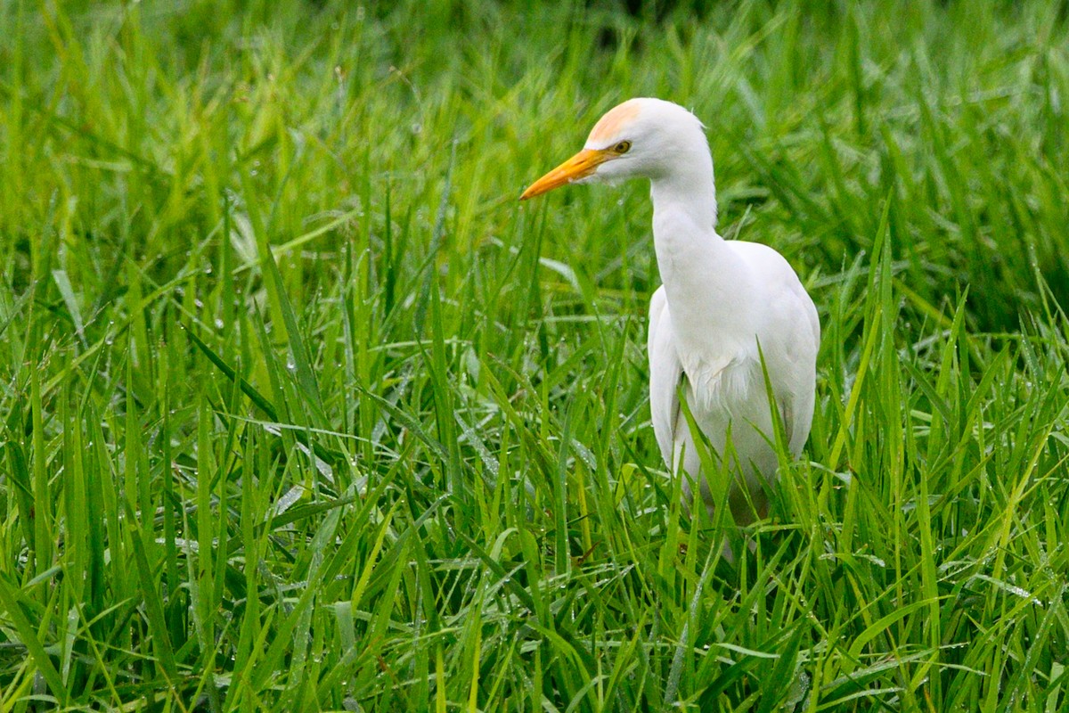 Western Cattle-Egret - ML646528835