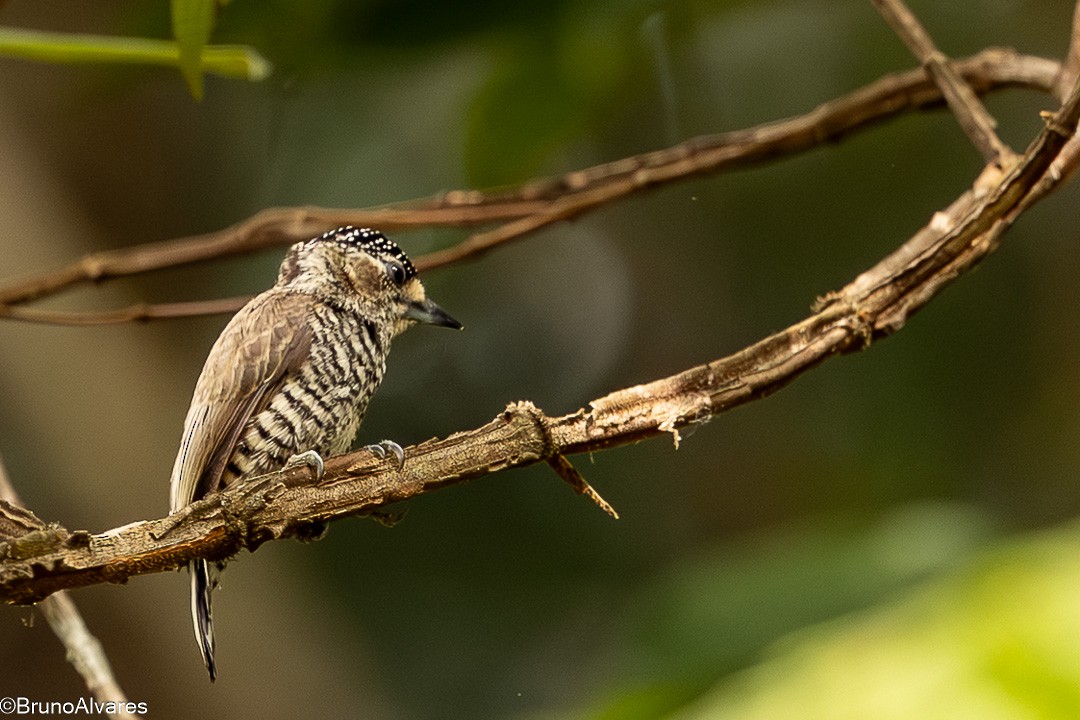 båndpikulett - ML646528837