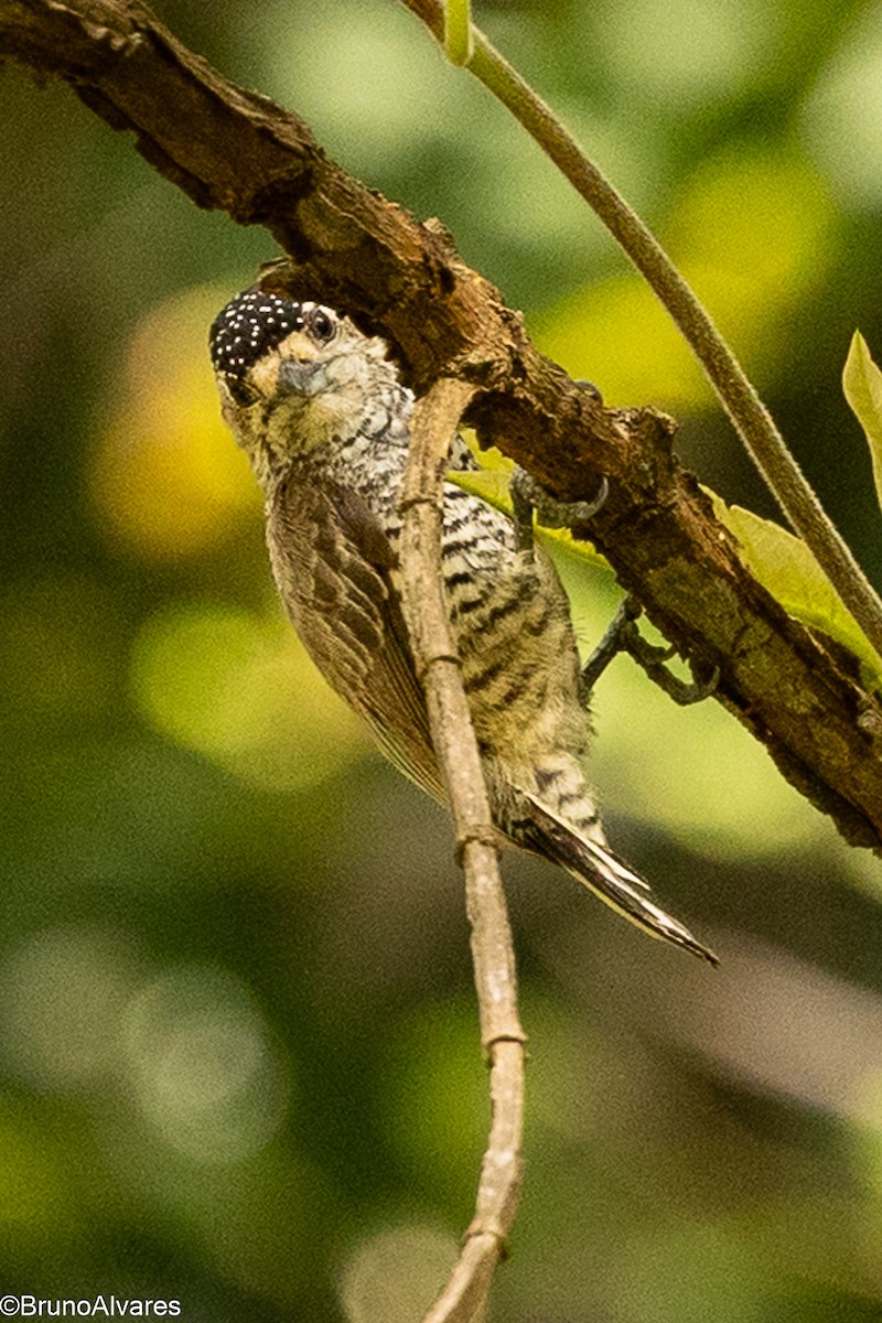 båndpikulett - ML646528838