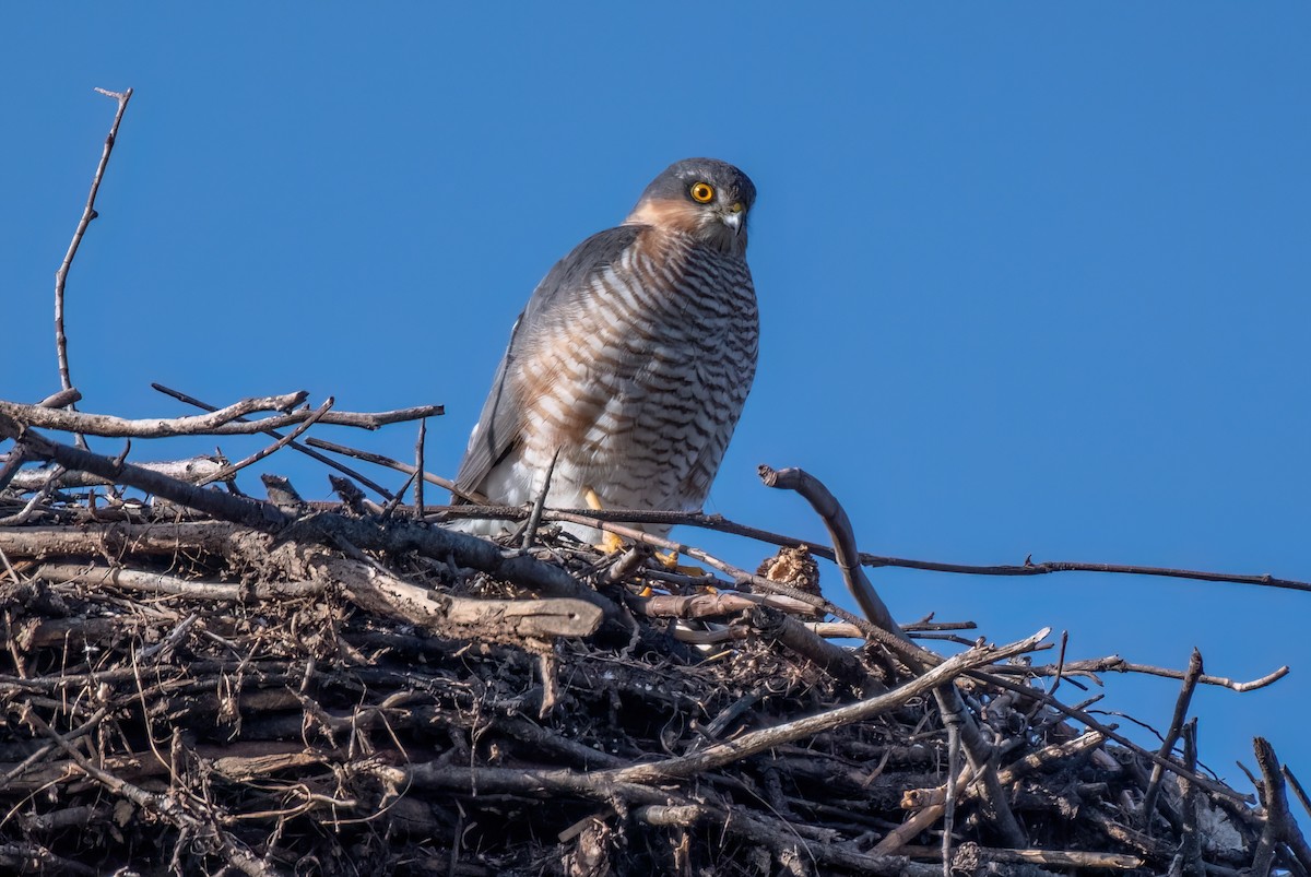 Eurasian Sparrowhawk - ML646528839