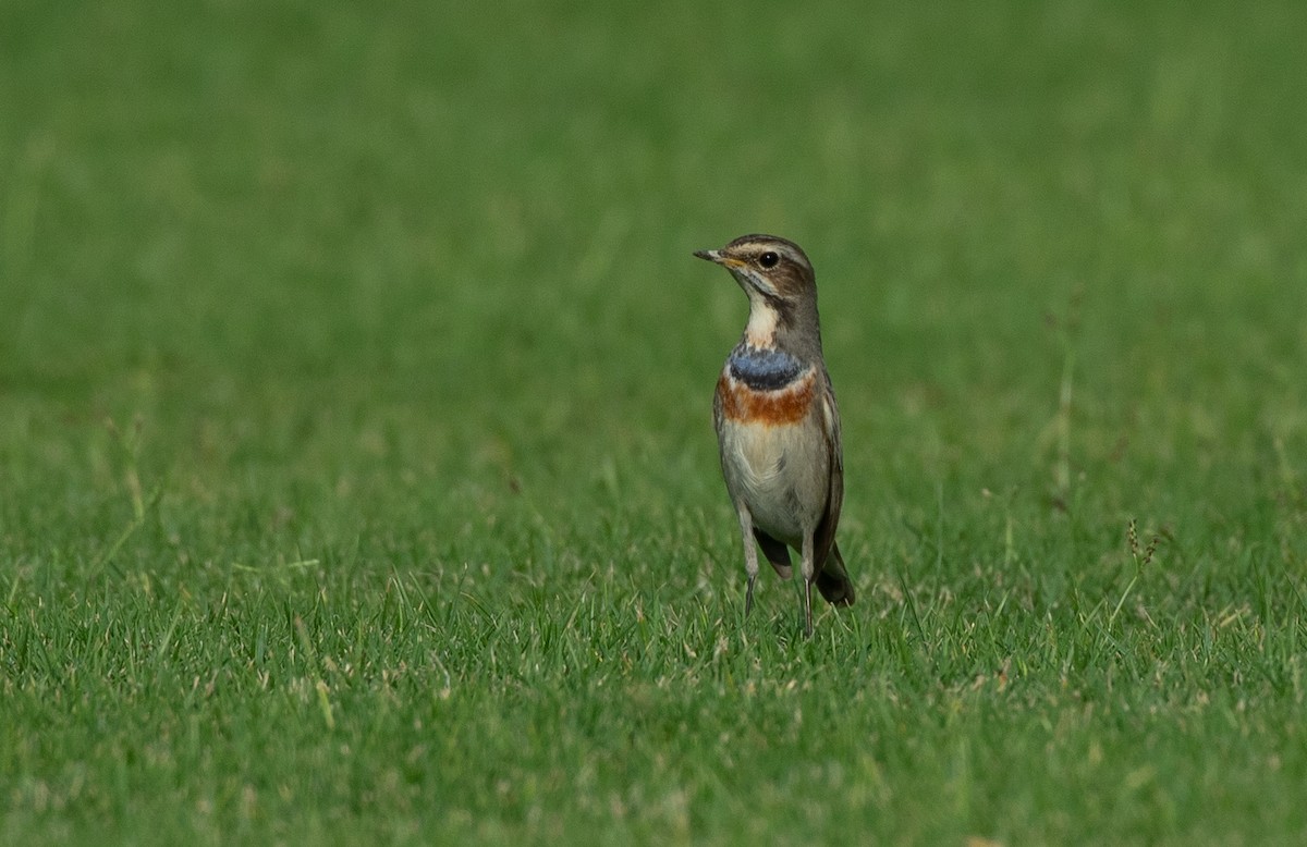 Bluethroat - ML646528842
