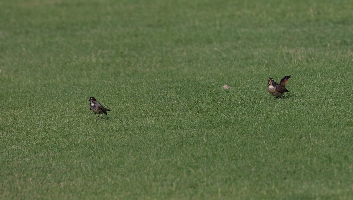 Bluethroat - ML646528844