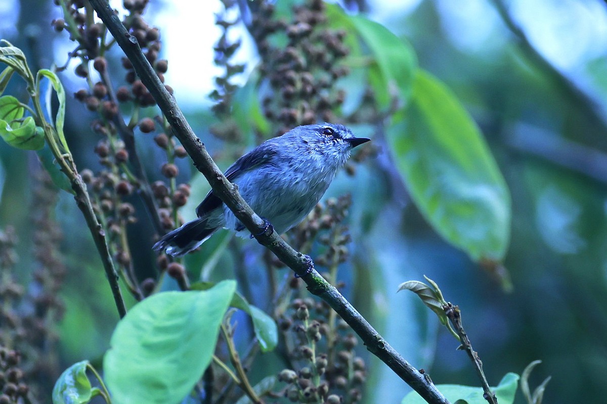 Mountain Thornbill - ML646528847