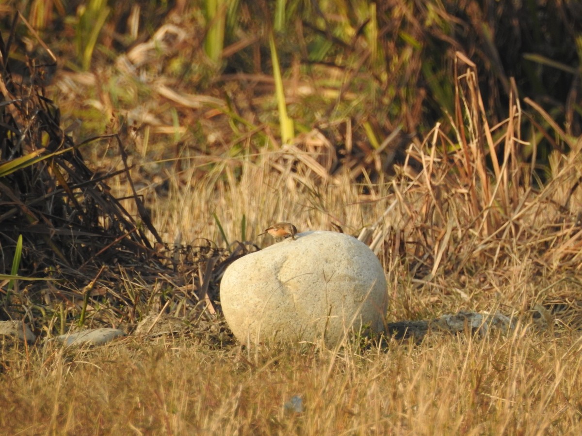 bramborníček sibiřský - ML646528849