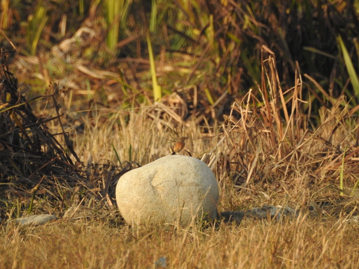 bramborníček sibiřský - ML646528850