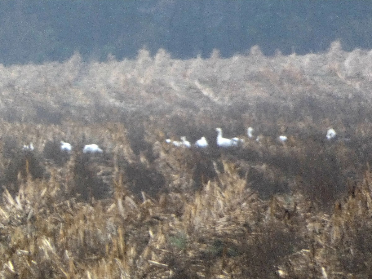 husa sněžní - ML646528854