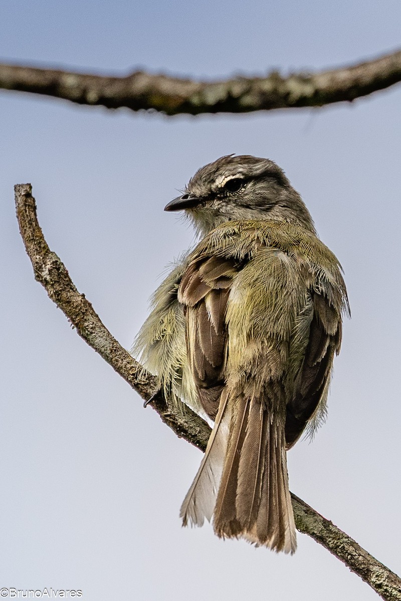 Planalto Tyrannulet - ML646528855