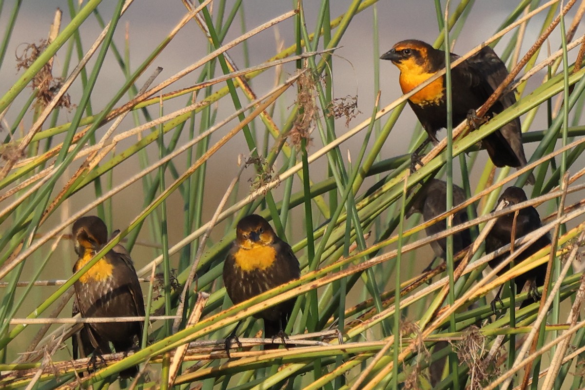 Yellow-headed Blackbird - ML646528858