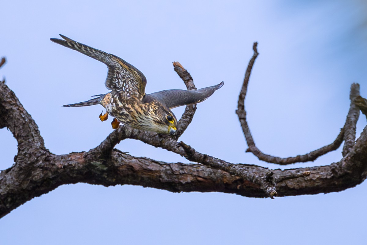 Merlin - ML646528863