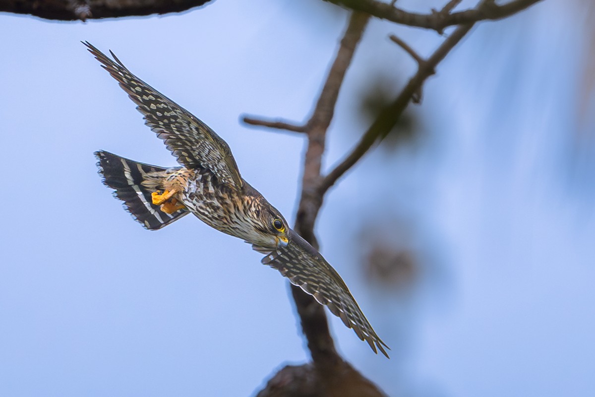 Merlin - ML646528864