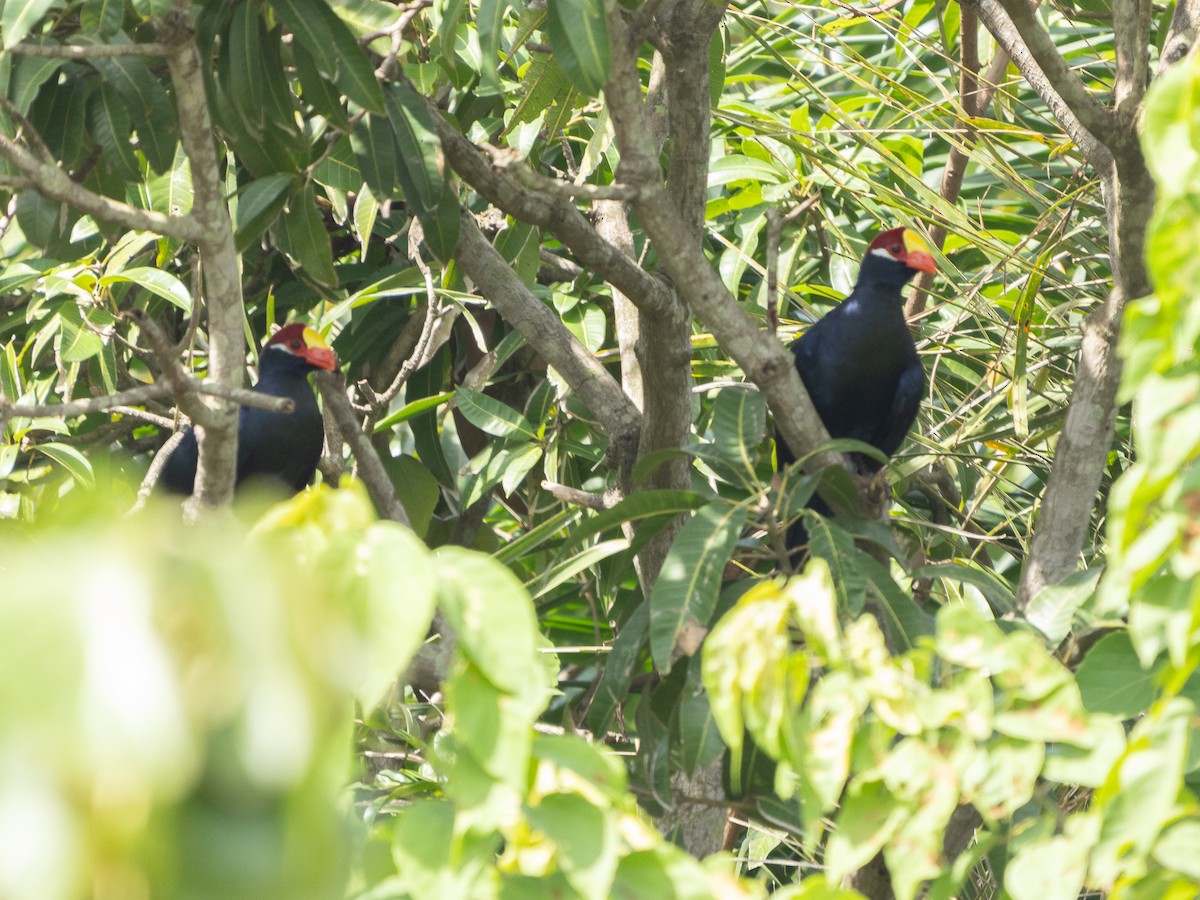 Violet Turaco - ML646528865