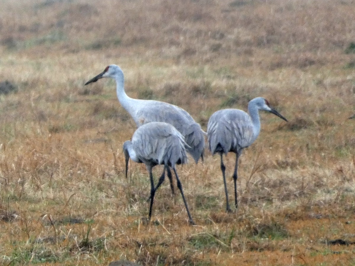 Орог тогоруу - ML646528867