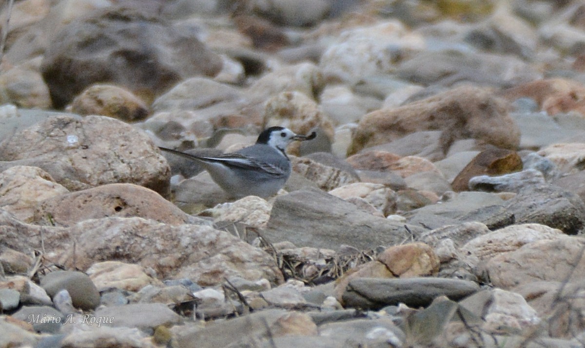 White Wagtail - ML646528869