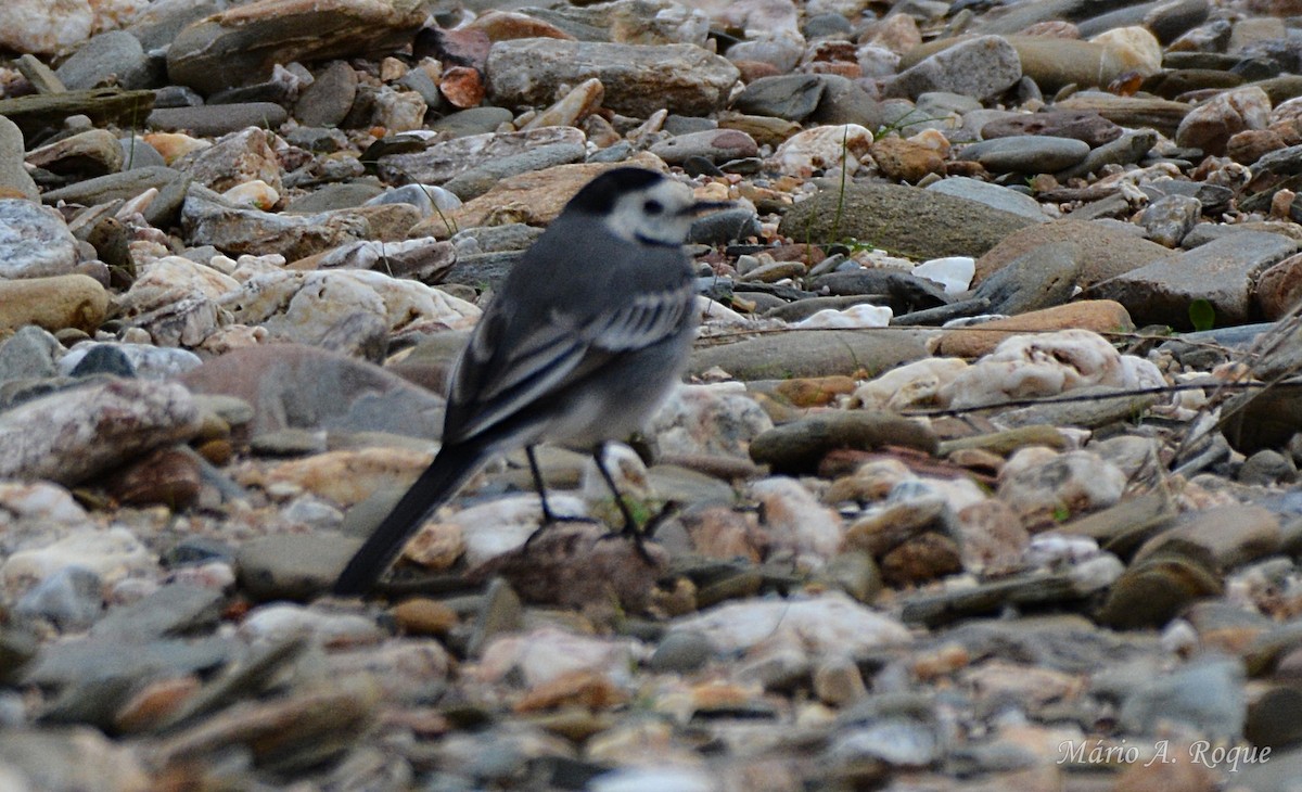 White Wagtail - ML646528870