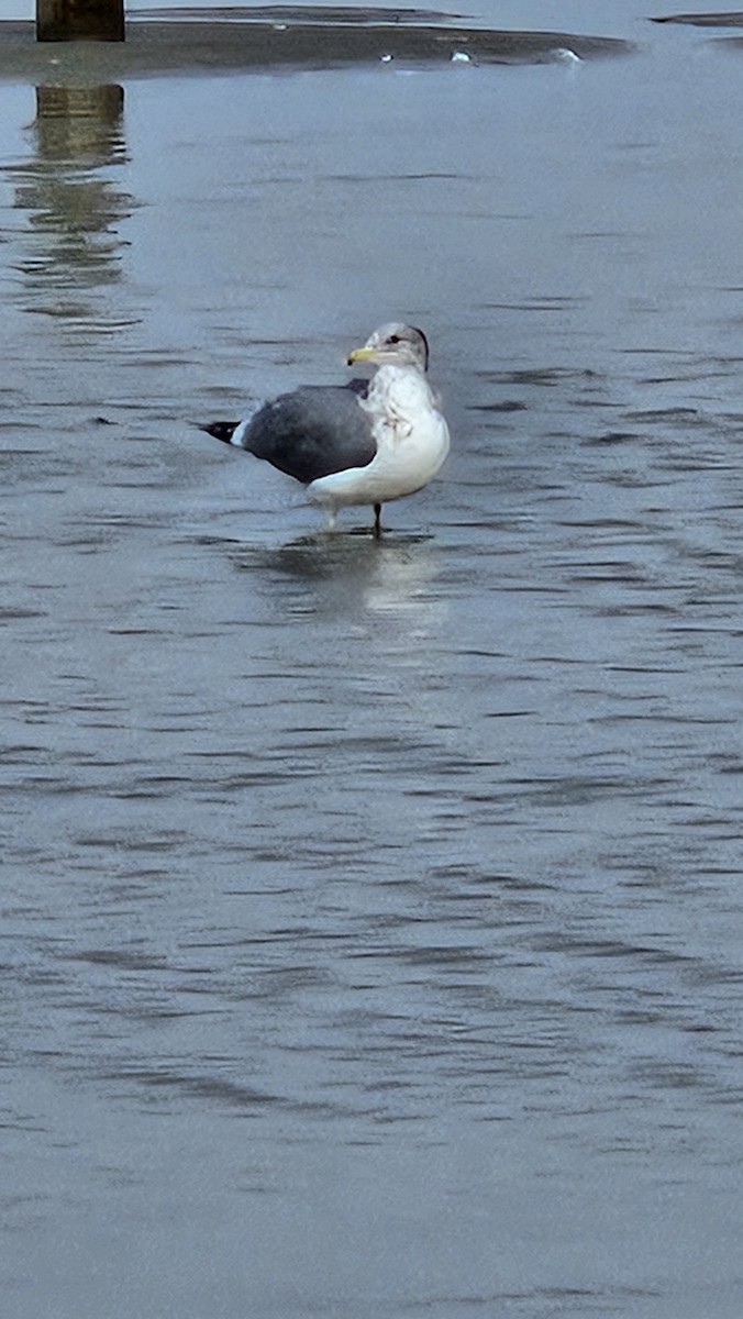 racek jezerní - ML646528871