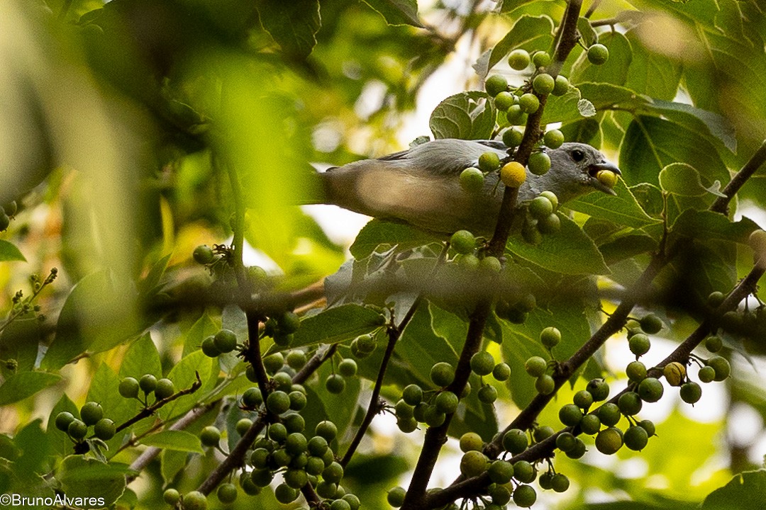 Palm Tanager - ML646528873