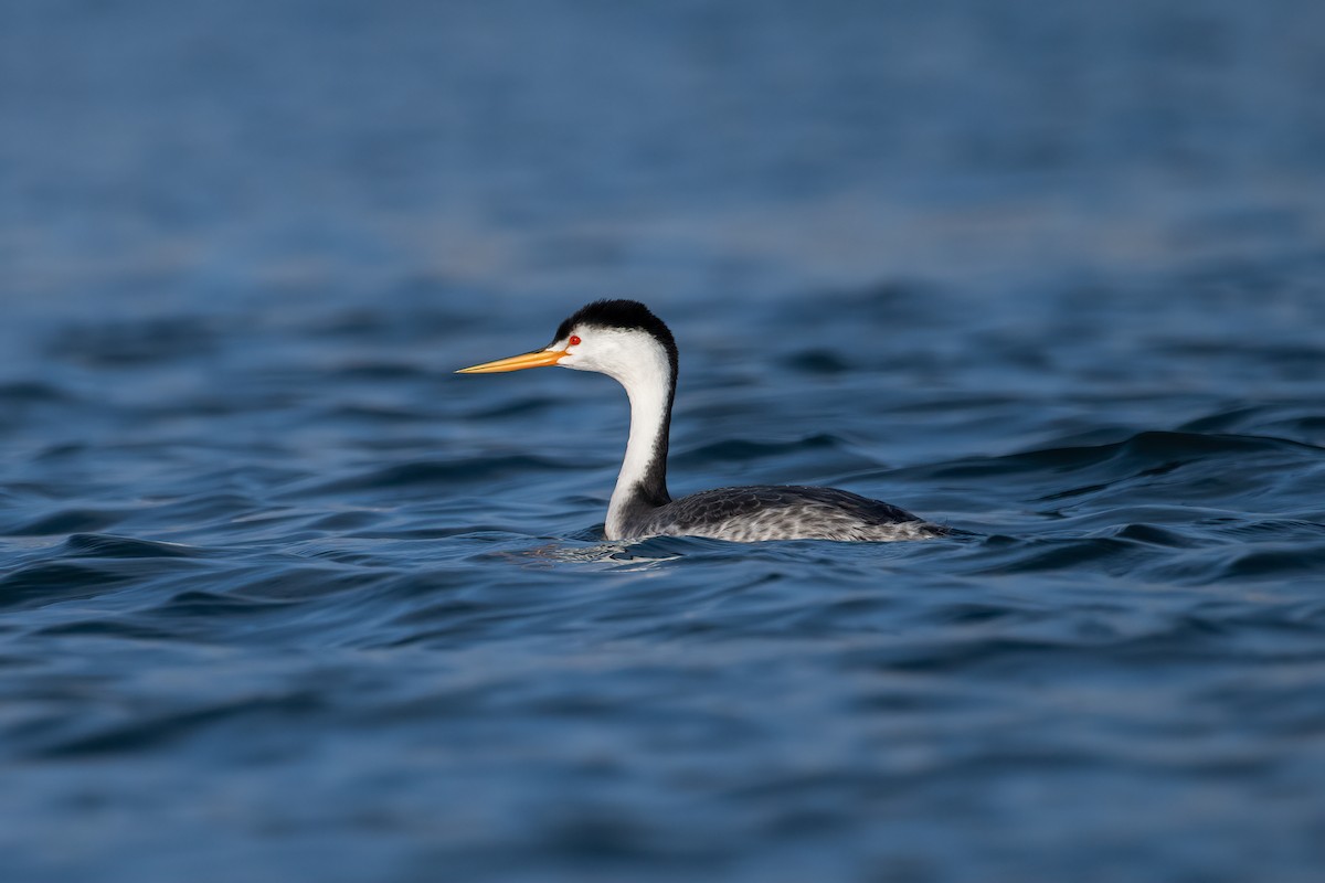 Clark's Grebe - ML646528875