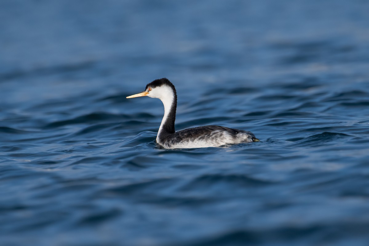 Clark's Grebe - ML646528876