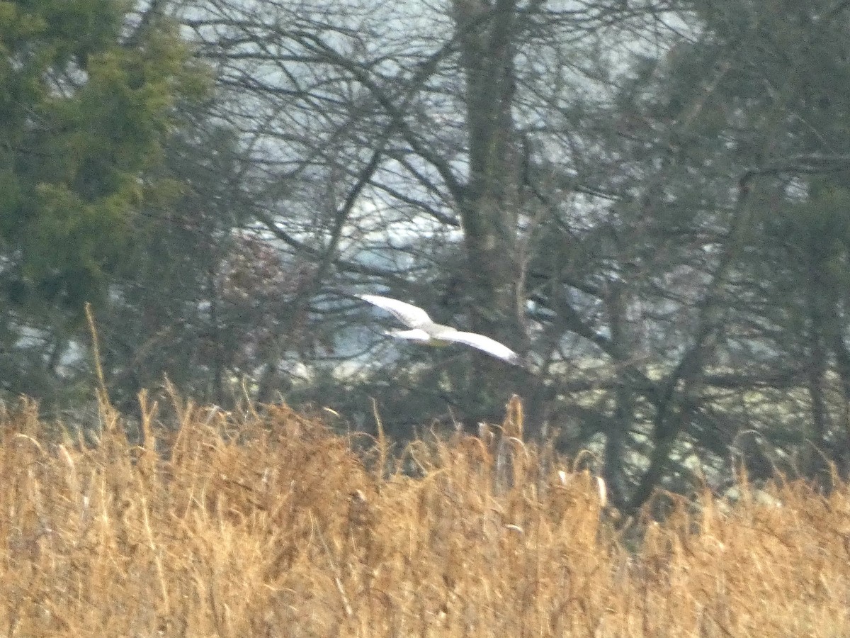 Northern Harrier - ML646528877