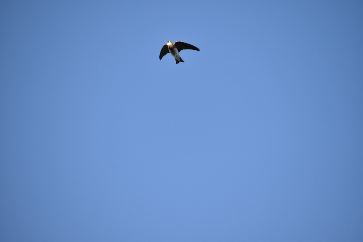 Bank Swallow - ML646528878