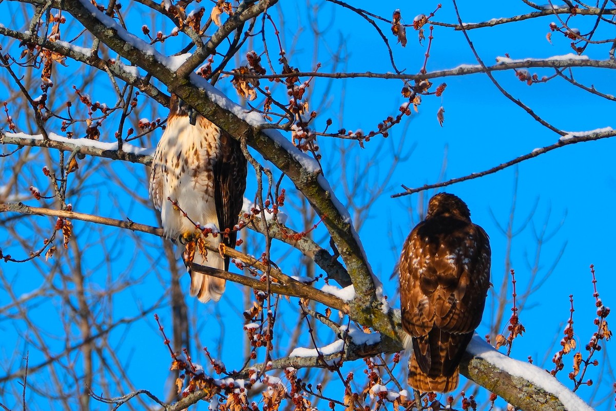 Red-tailed Hawk - ML646528879