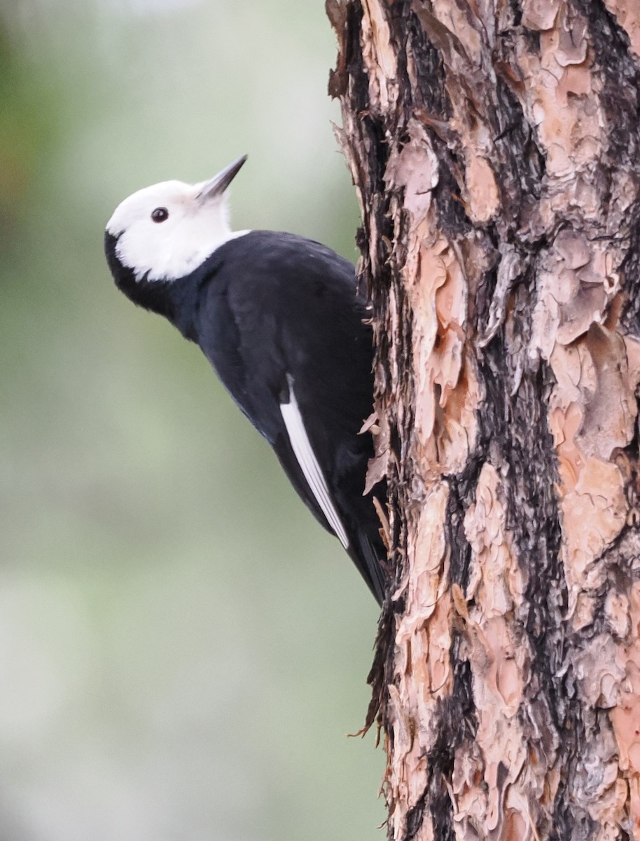 strakapoud bělohlavý - ML646528882