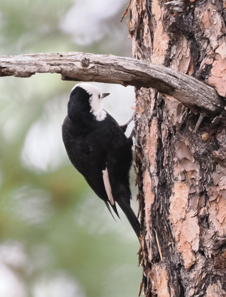 strakapoud bělohlavý - ML646528884