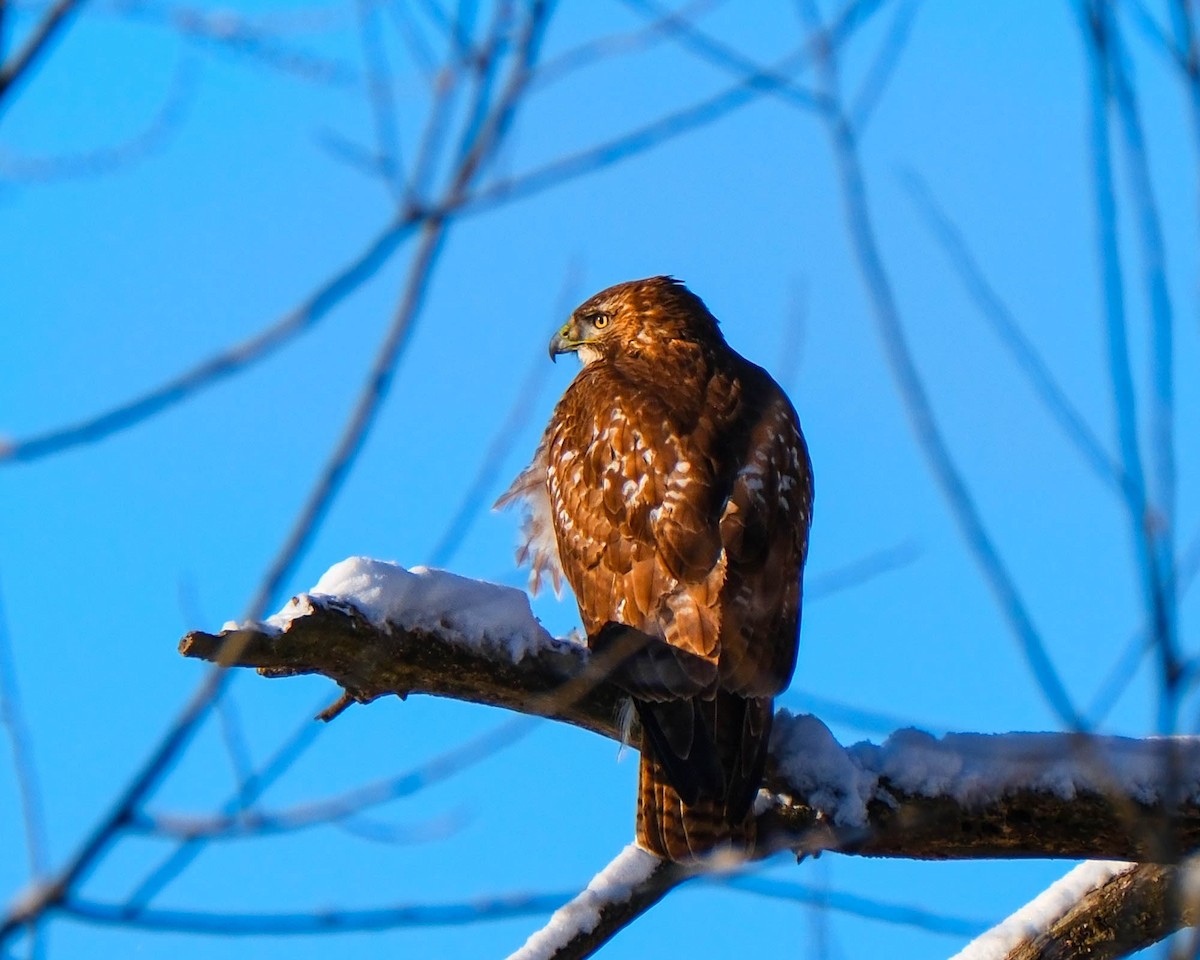 Red-tailed Hawk - ML646528890