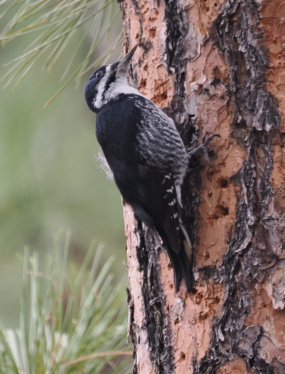 datlík černohřbetý - ML646528892