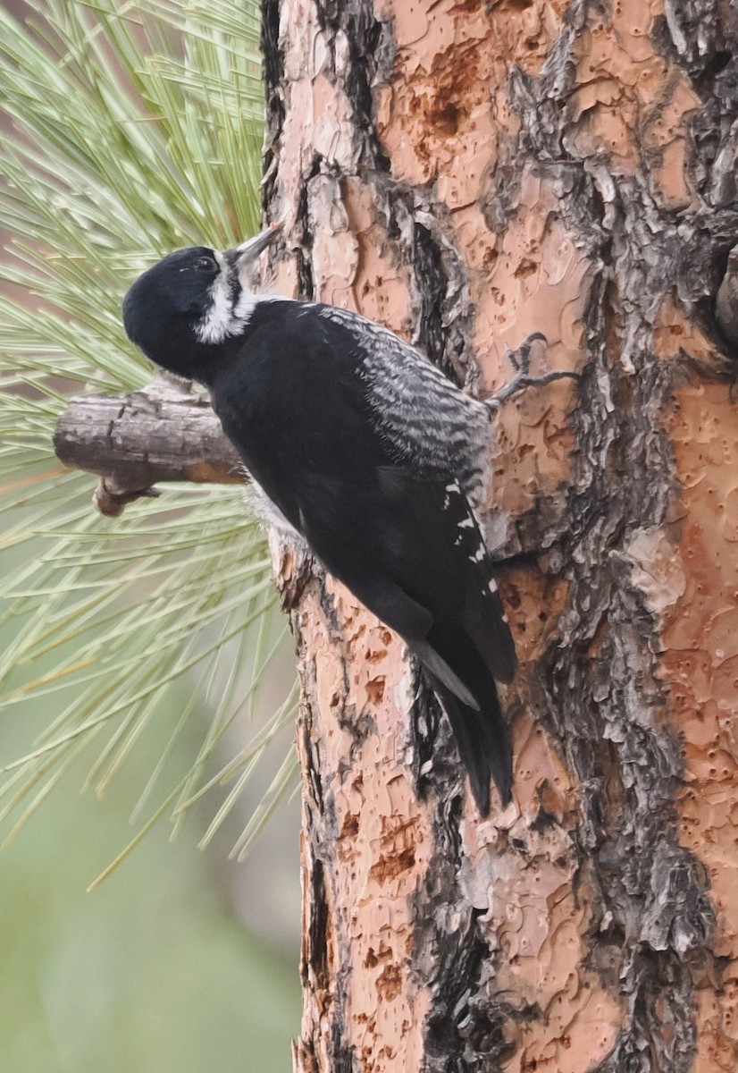 datlík černohřbetý - ML646528893