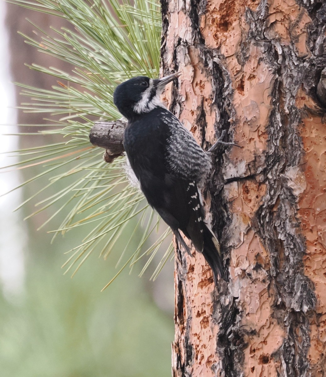 datlík černohřbetý - ML646528894