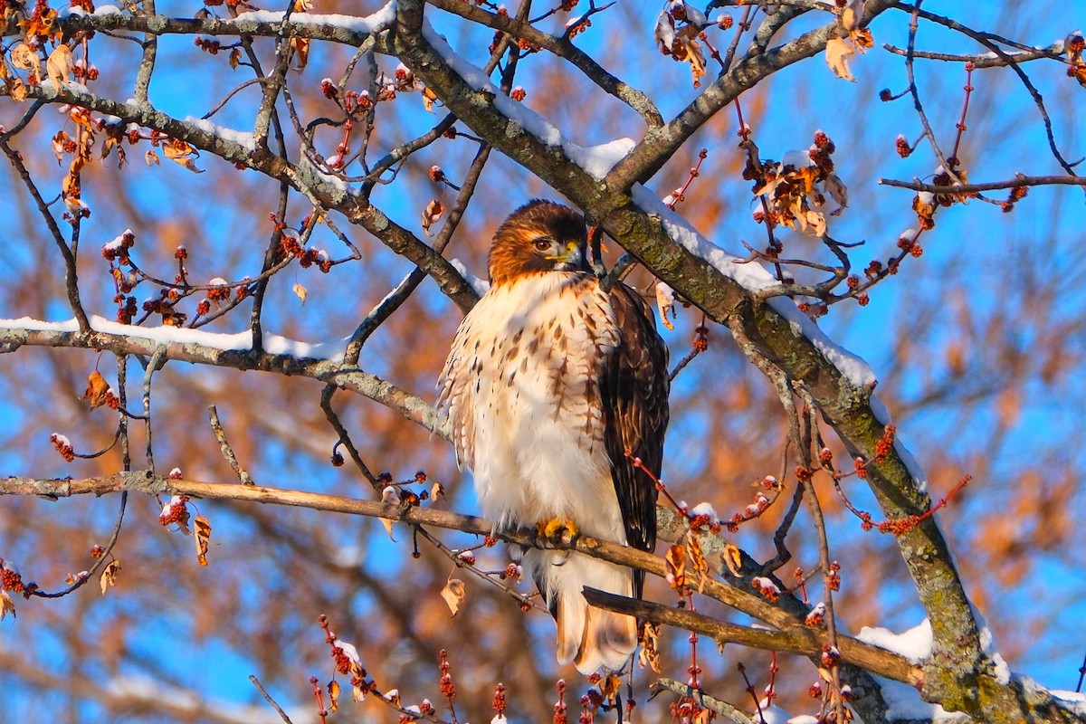Red-tailed Hawk - ML646528897