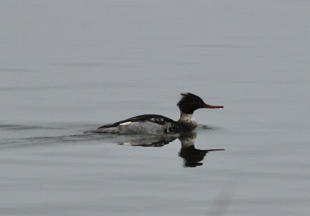 Red-breasted Merganser - ML646528898