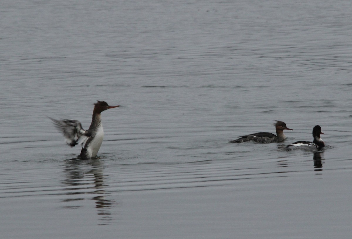 Red-breasted Merganser - ML646528899