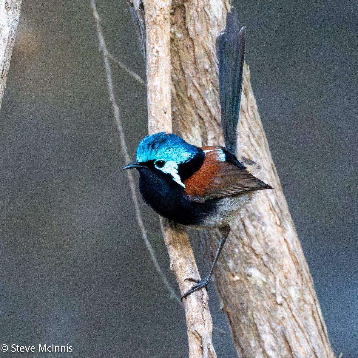 Red-winged Fairywren - ML646528900