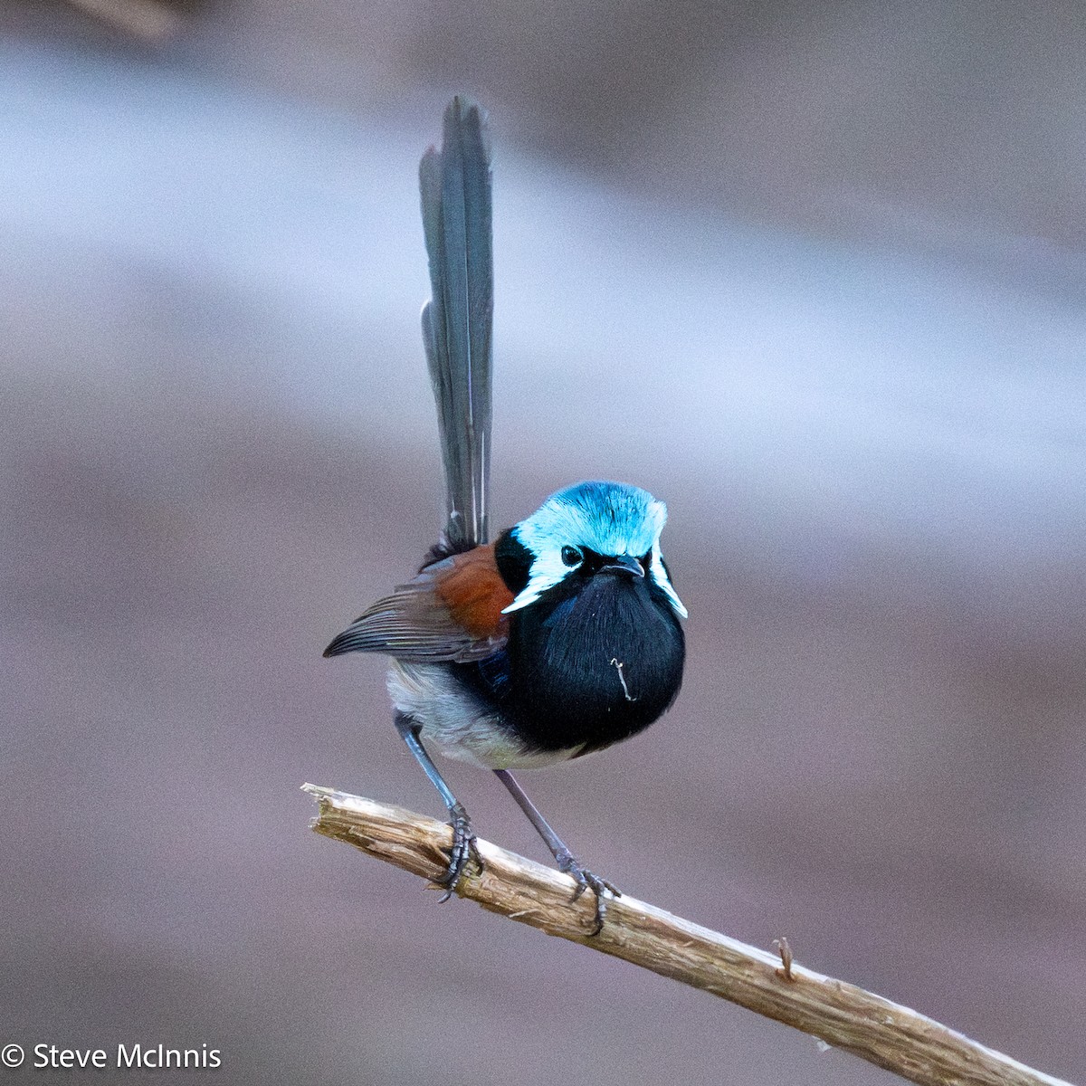Red-winged Fairywren - ML646528901