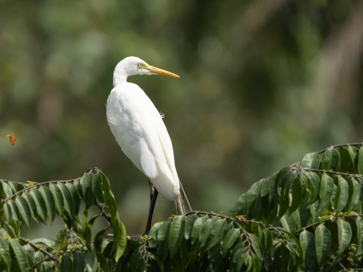 Yellow-billed Egret - ML646528903