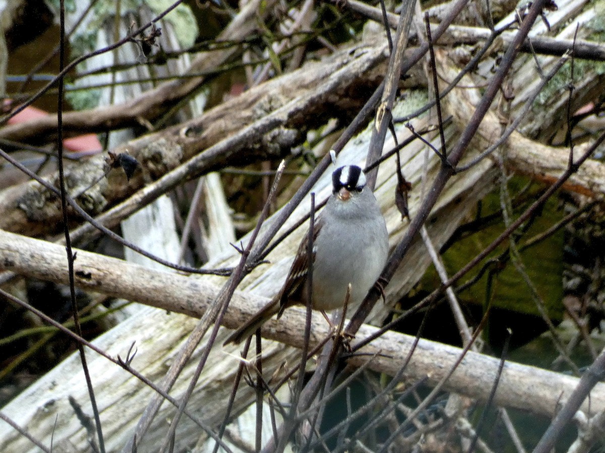 White-crowned Sparrow - ML646528905