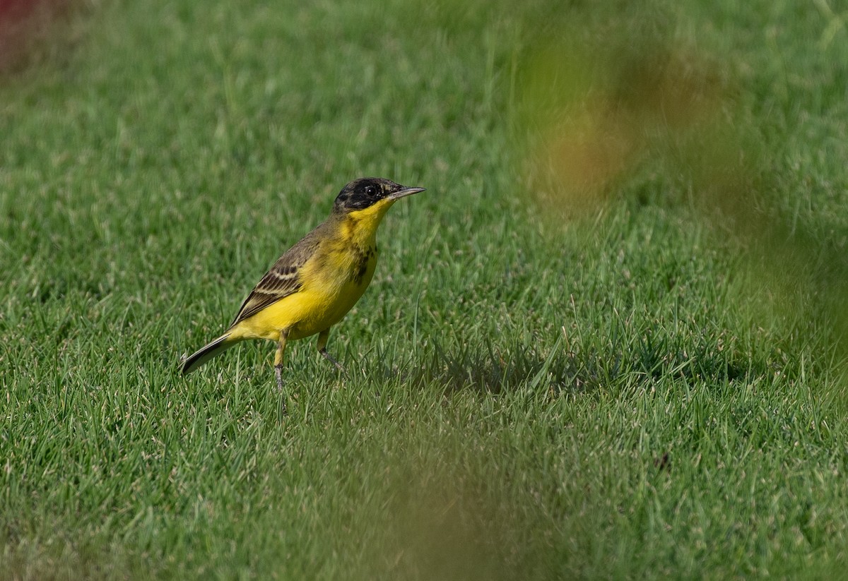 Western Yellow Wagtail (feldegg) - ML646528906