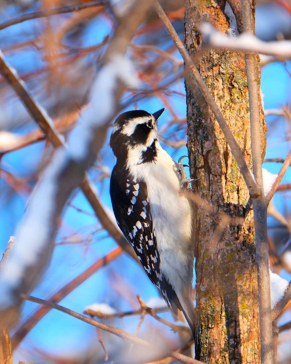 Hairy Woodpecker - ML646528908