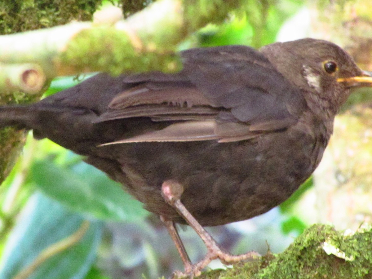 Eurasian Blackbird - ML646528909