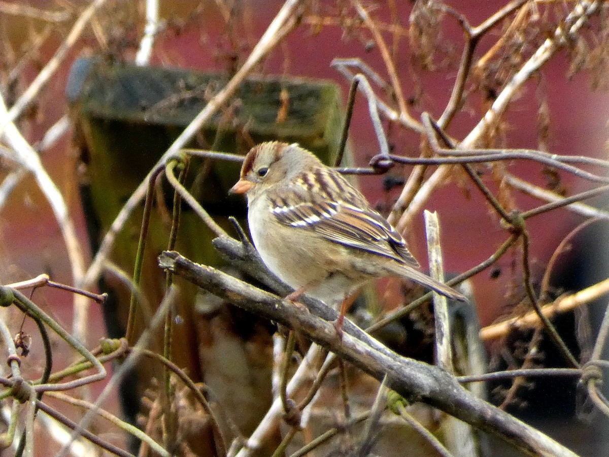 White-crowned Sparrow - ML646528911