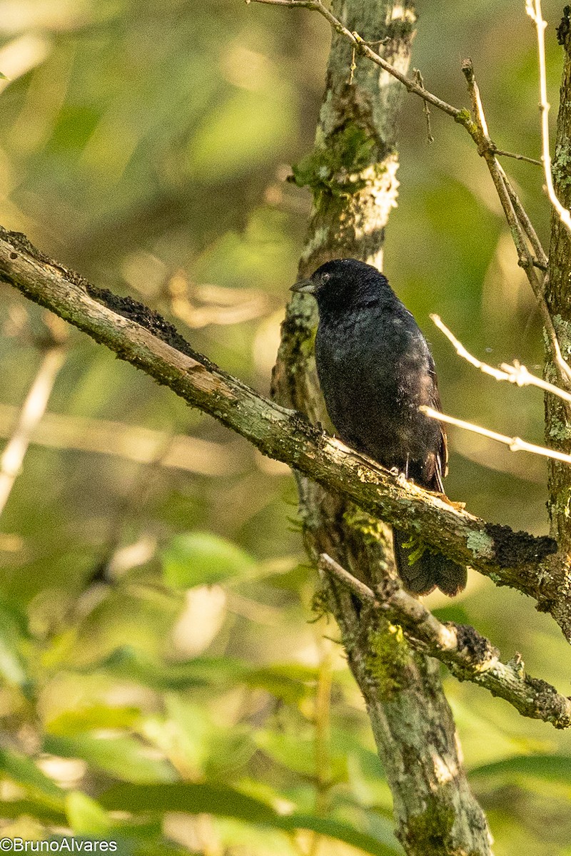 Ruby-crowned Tanager - ML646528914