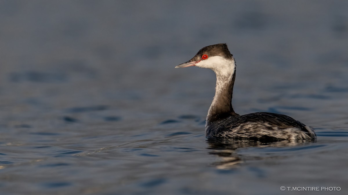 Horned Grebe - ML646528916