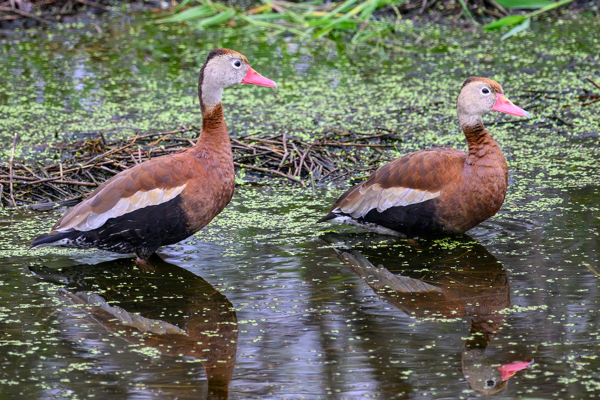 Black-bellied Whistling-Duck - ML646528917