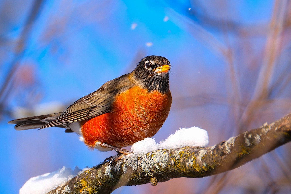 American Robin - ML646528918